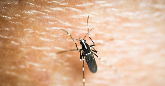 kounoupi eurok 1200x630.jpg