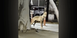 lykos.png