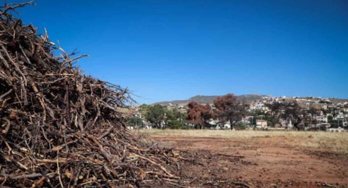 oikopeda 1 1.jpg oikopeda 1 1.jpg