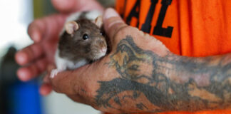 rat epa1 1200x630.jpg