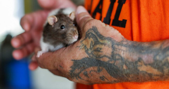 rat epa1 1200x630.jpg