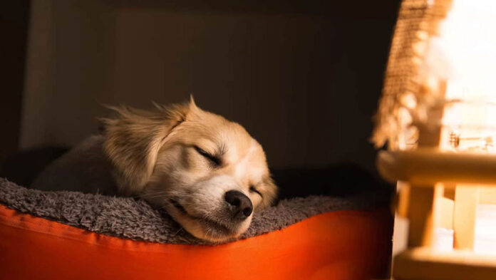 skilos 68b03088ace35.jpg