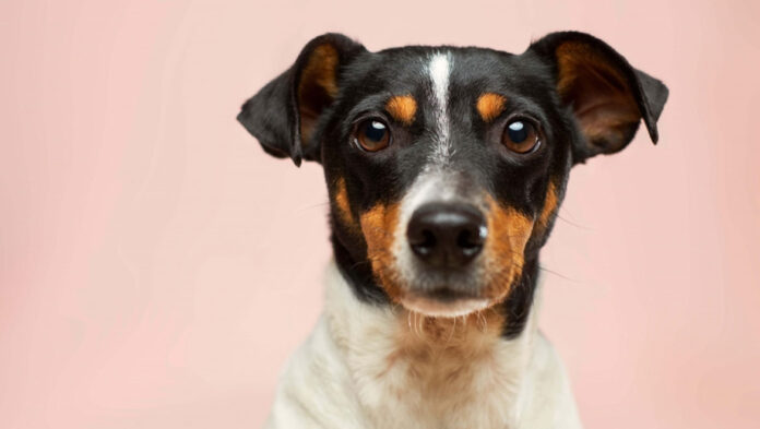 skilos 68c411b22201e.jpg