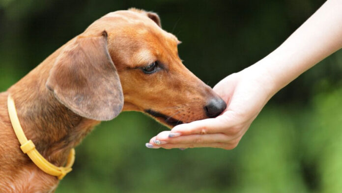 skilos 68c9047e380c9.jpg