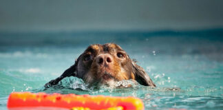 skilos thalasasa.jpg