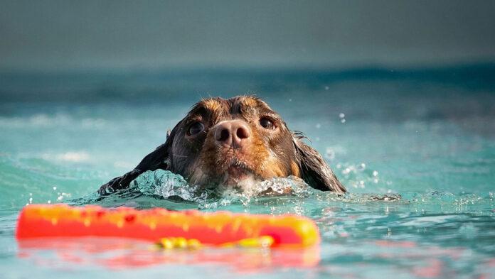 skilos thalasasa.jpg