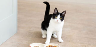 Γάτα Πόσο συχνά πρέπει να την ταΐζετε.jpg