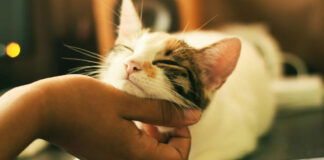 Μήπως κακομαθαίνεις τη γάτα σου.jpg