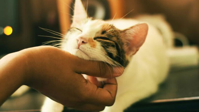 Μήπως κακομαθαίνεις τη γάτα σου.jpg