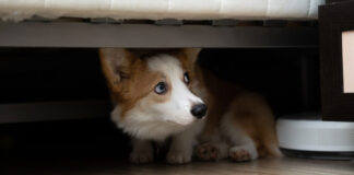 Μπορούν οι σκύλοι να πάθουν κρίση πανικού.jpg