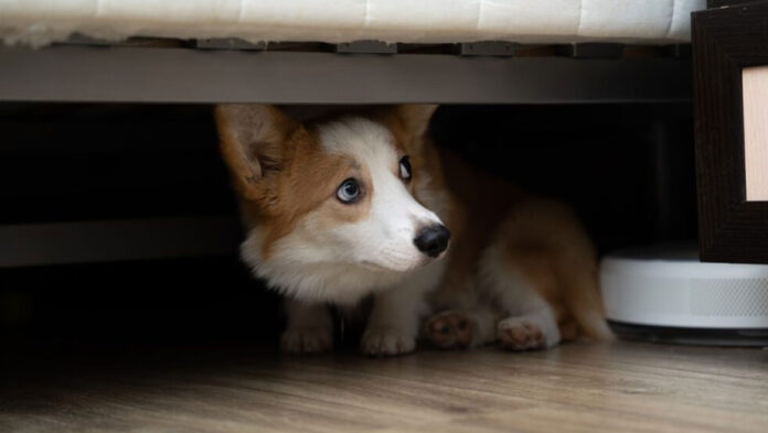 Μπορούν οι σκύλοι να πάθουν κρίση πανικού.jpg