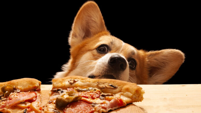 Σκύλος Γιατί δεν πρέπει να φαέι πίτσα.jpg
