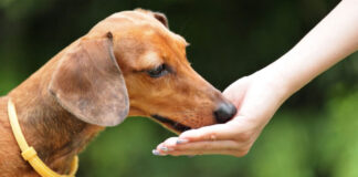 Σκύλος Γιατί τρώει φαγητό μόνο από το χέρι σας.jpg