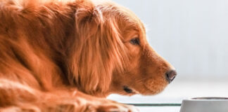 Τι πρέπει να τρώει ο σκύλος σας όταν έχει πρόβλημα.jpg