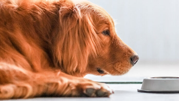 Τι πρέπει να τρώει ο σκύλος σας όταν έχει πρόβλημα.jpg