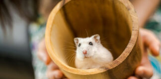 1ce2b41b00a12fde8dba82f99d89cbf8 L.jpg