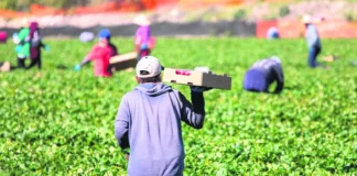 20 53 f3 20 platos jpg.webp.webp