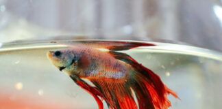 381c708bf1bfae45454721fa26089622 L.jpg