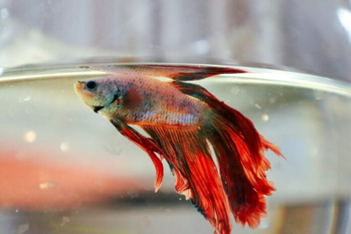 381c708bf1bfae45454721fa26089622 L.jpg