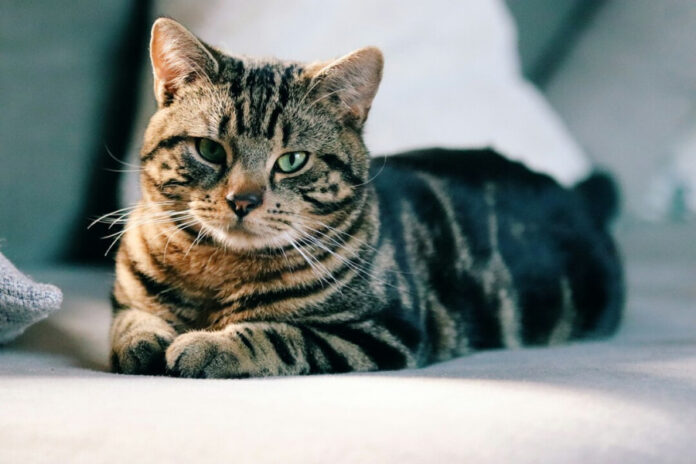 6b08ec22bf1da738508d0ca0a06c4818 L.jpg