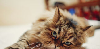 87ccf3accac815e802f0ef397ed7475f L.jpg