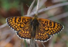 M.cinxiaFilippidis N 620x350.jpg