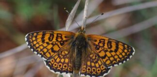 M.cinxiaFilippidis N 620x350.jpg