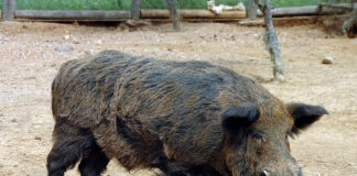 agriogourouno3 04102025 1200x630.jpg