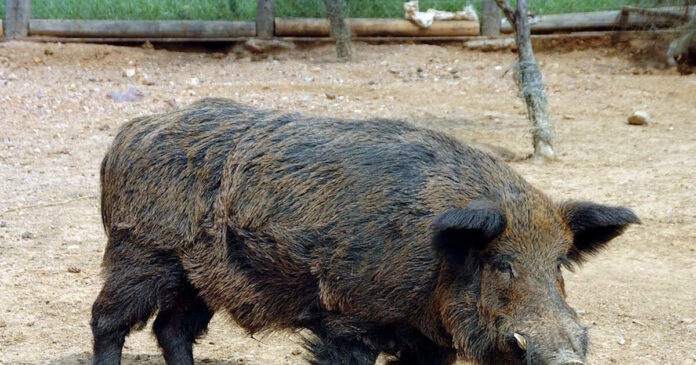 agriogourouno3 04102025 1200x630.jpg