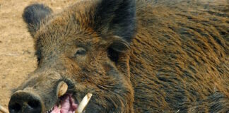 agriogourouno4 04102025 1200x630.jpg
