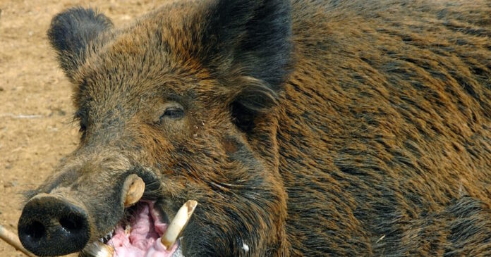 agriogourouno4 04102025 1200x630.jpg