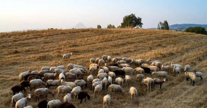 aigoprovata eurok 1200x630.jpg