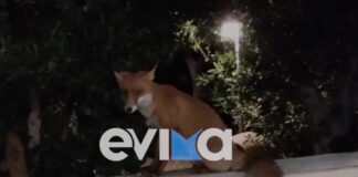 alepou evoia1 19102025 1200x630.jpg