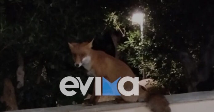 alepou evoia1 19102025 1200x630.jpg