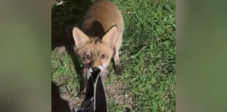 alepou petroupolh 1200x630.jpg