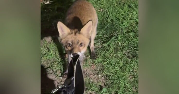 alepou petroupolh 1200x630.jpg