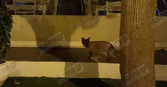 alepou rafina 1200x630.jpg