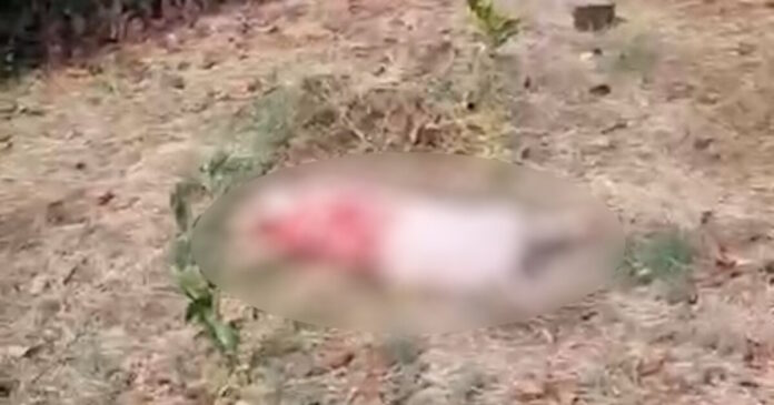 arkouda 1200x630.jpg