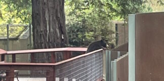 arkouda 2 1200x630.jpg