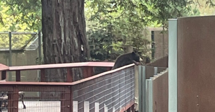 arkouda 2 1200x630.jpg