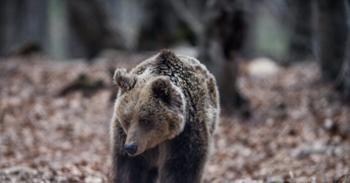 arkouda eurok 1200x630.jpg