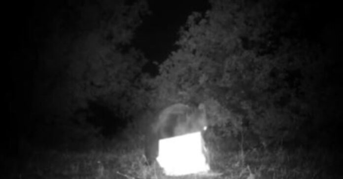 arkouda fthiotida 1 1200x630.jpg