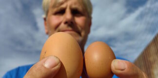 avgo gigas 27102025 1200x630.jpg