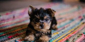 bbbd201b441af6a085e9c4982c719091 L.jpg