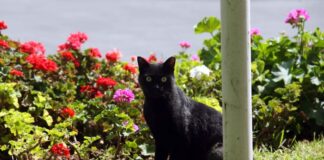 black cat eurokinissi 1200x630.jpg