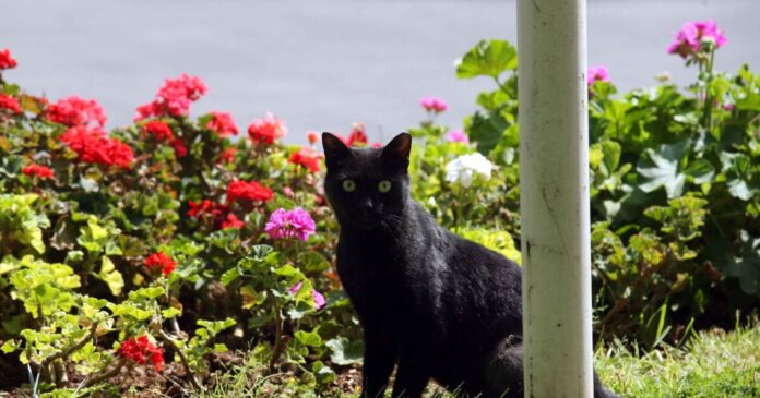 black cat eurokinissi 1200x630.jpg