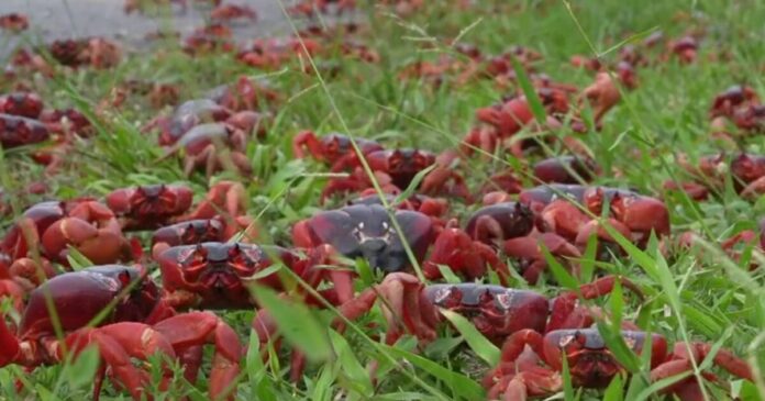 crabs 1200x630.jpg crabs 1200x630.jpg