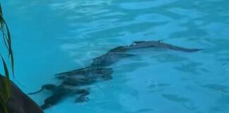 crocodile pool grab 1200x630.jpg