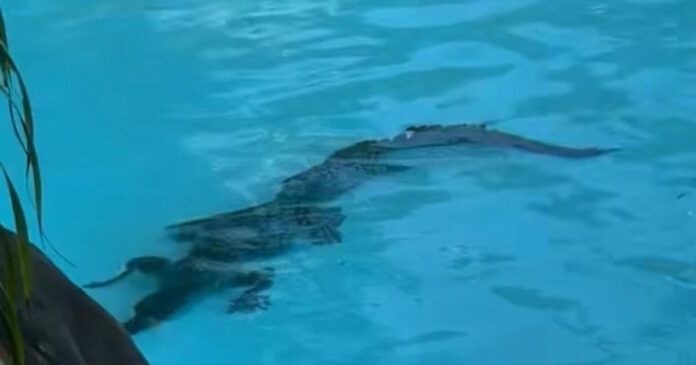 crocodile pool grab 1200x630.jpg