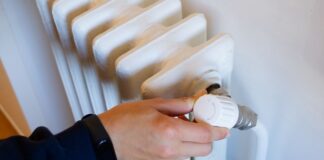 epidoma thermansis 1 3.jpg